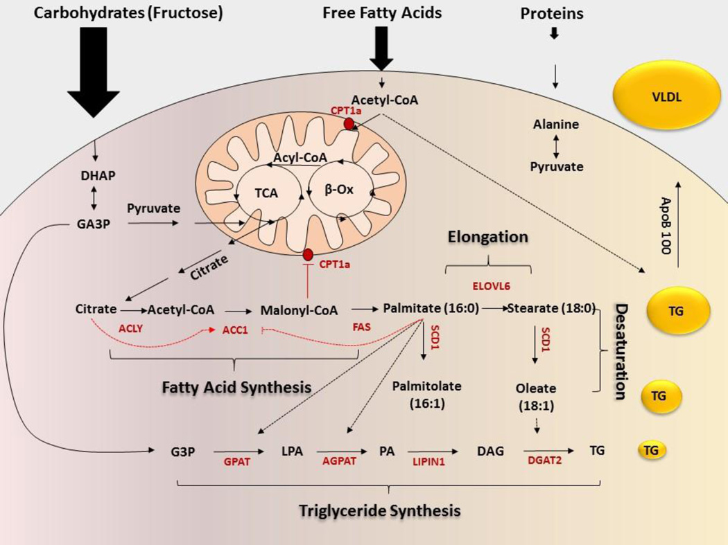 脂肪生成性脂肪肝_MenElite