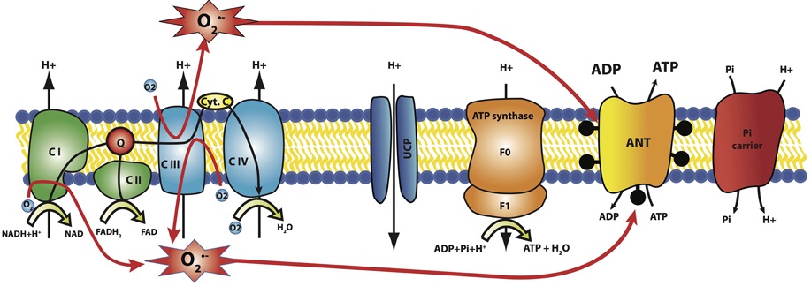 电子泄漏脂质氧化_MenElite