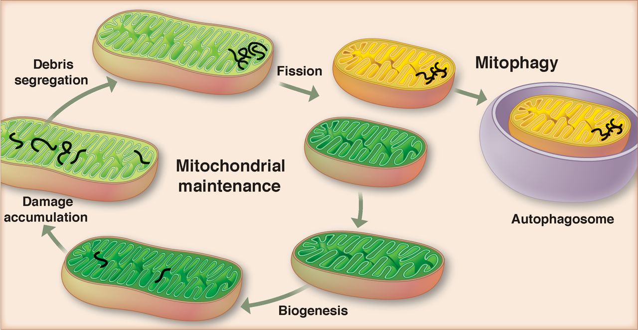 裂变细胞肝健康_MenElite