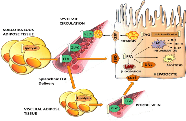 脂肪分解脂肪肝_男士精英