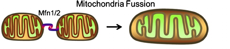 线粒体融合 MenElite