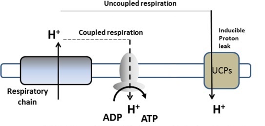 解偶联脂肪肝_男士精英
