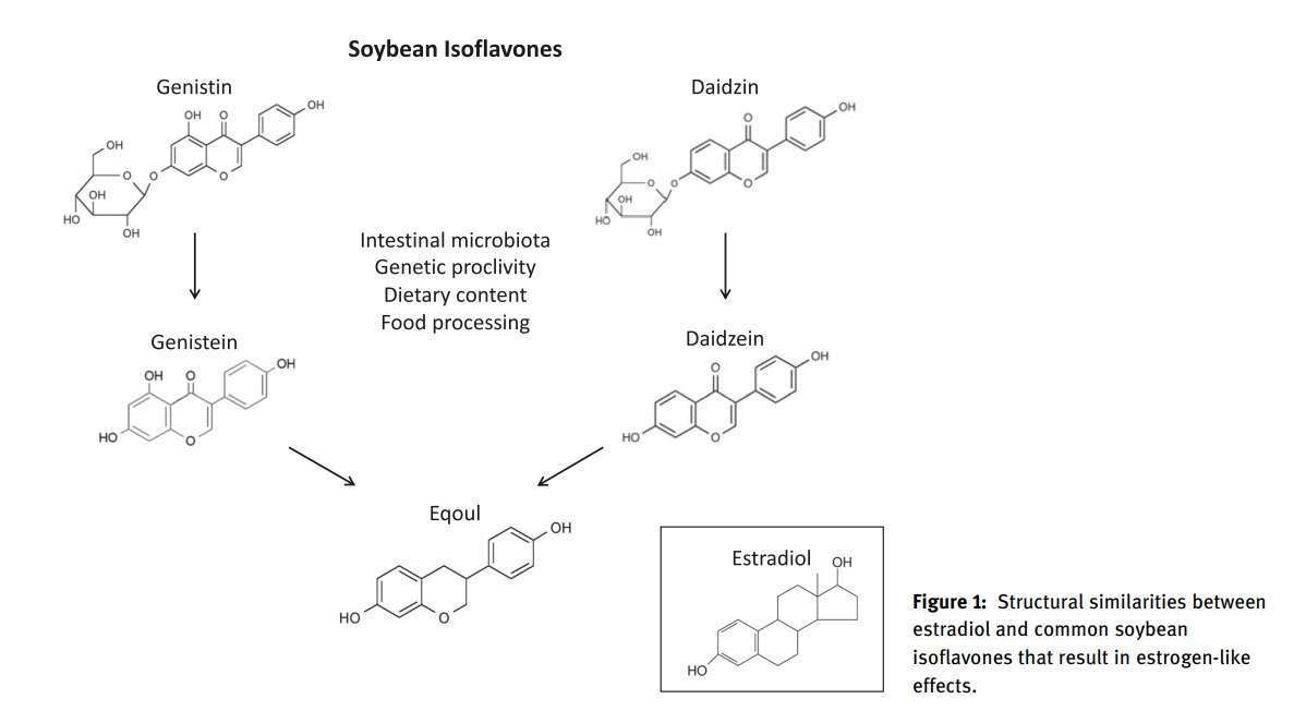 phytoestrogen-metabolism.jpg