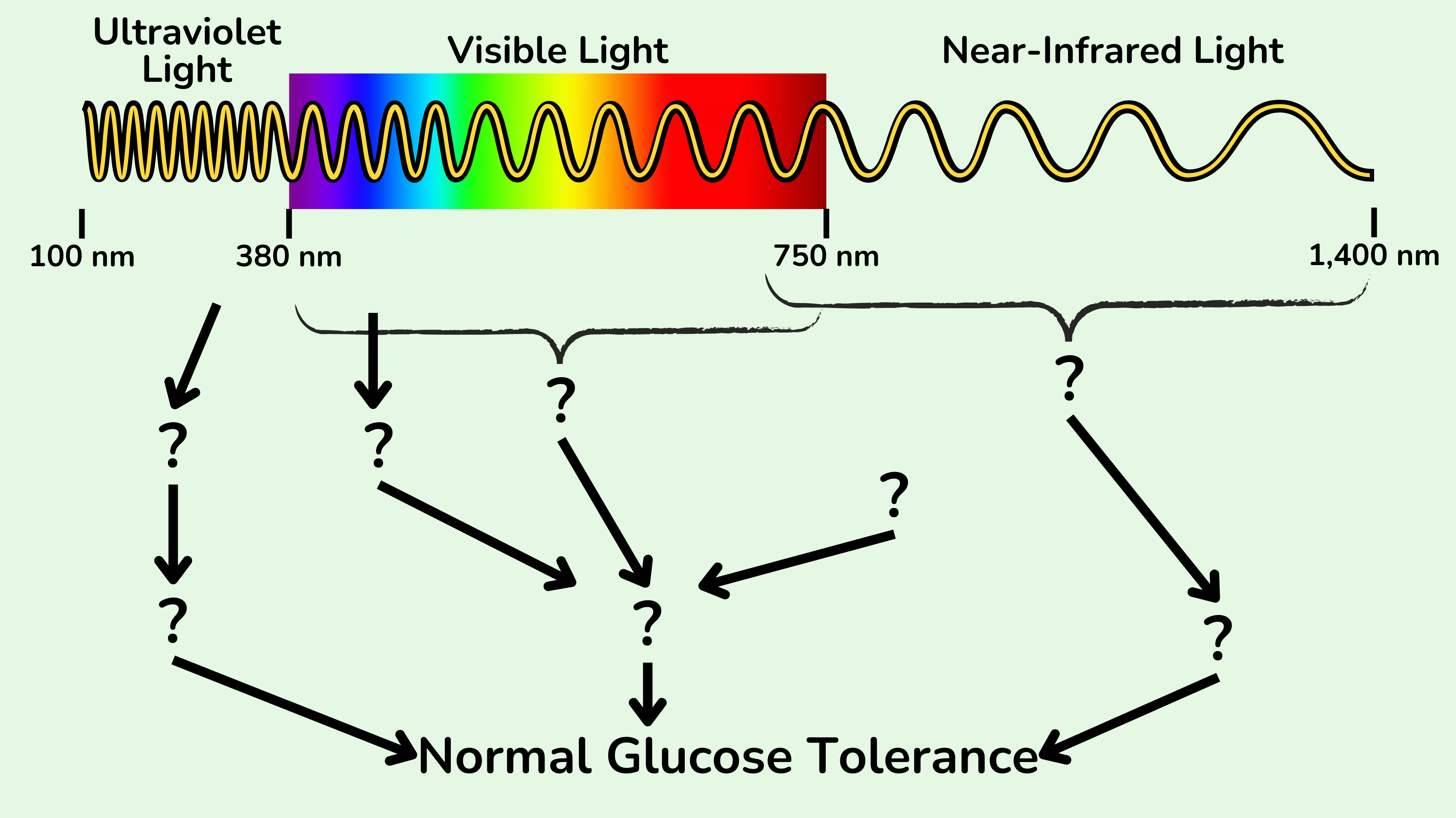 紫外线、可见光和近红外光对葡萄糖耐受性的影响