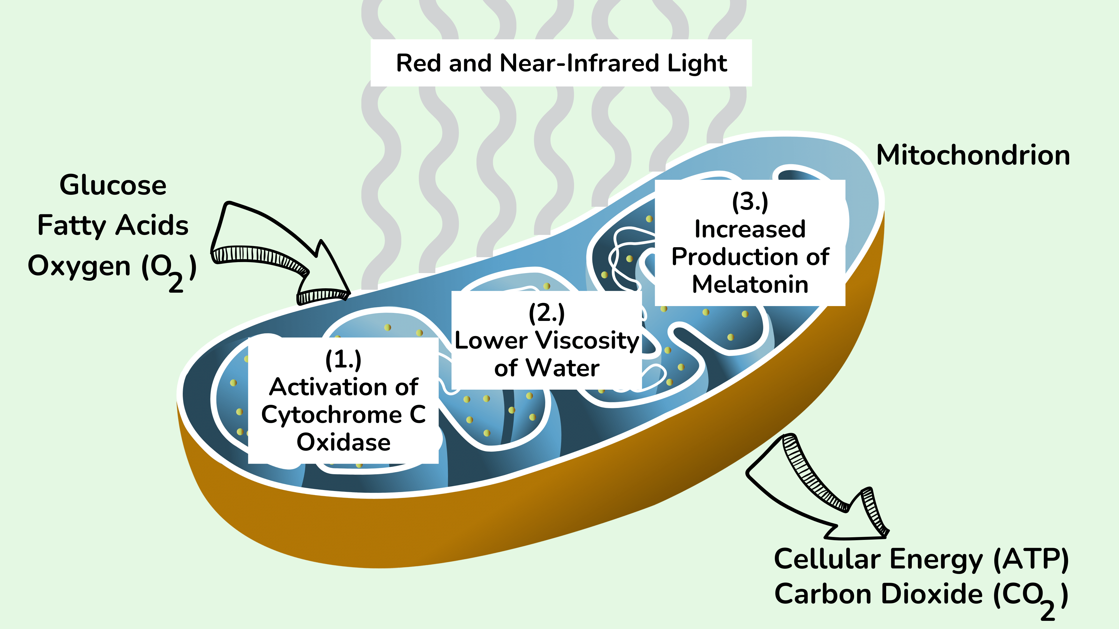 红光和近红外光可能通过三种机制提高线粒体中 ATP 的产生效率。