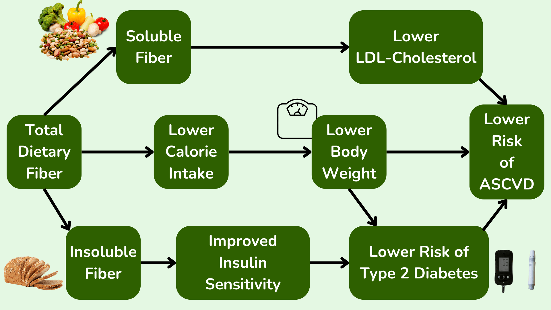 膳食纤维使每卡路里食物更能让人饱腹，从而降低卡路里摄入量和体重。可溶性纤维可降低低密度脂蛋白胆固醇，而非可溶性纤维可改善胰岛素敏感性。这些作用共同作用，可显著降低动脉粥样硬化性心血管疾病的风险。